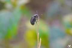 Chrysolina exanthematica