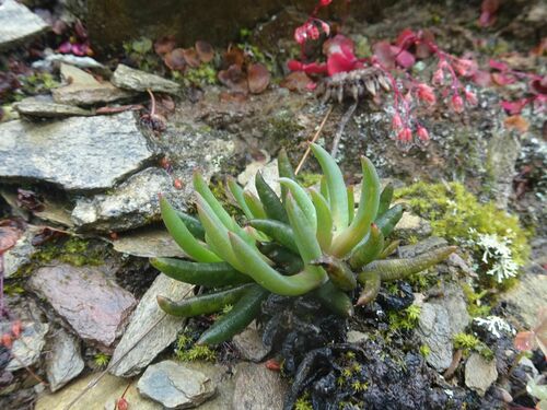Crassula nudicaulis