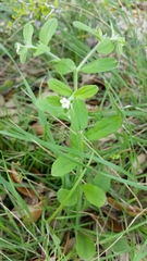 Lithospermum matamorense