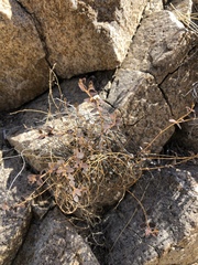 Euphorbia jaegeri