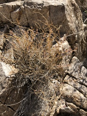Euphorbia jaegeri