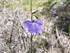 Lobelia tenuior