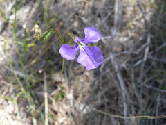 Lobelia tenuior