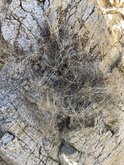 Euphorbia jaegeri