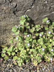 Veronica hederifolia