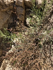 Euphorbia jaegeri