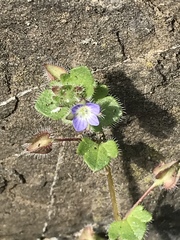 Veronica hederifolia
