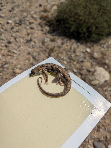 Bosc’s Fringe-toed lizard, Acanthodactylus boskianus
