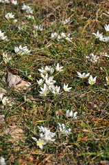 Ornithogalum fimbriatum