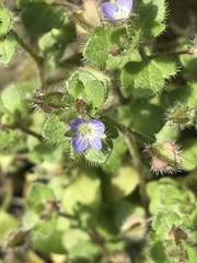 Veronica hederifolia
