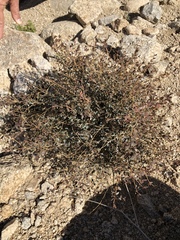 Euphorbia jaegeri