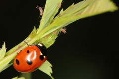 Coccinella septempunctata