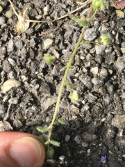 Veronica hederifolia