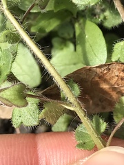 Veronica hederifolia