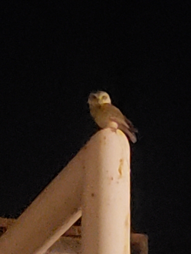 Spotted Owlet