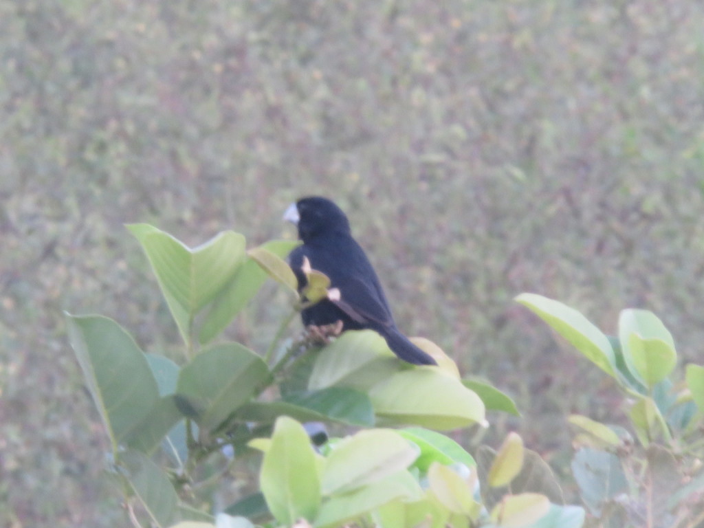 Great-billed Seed-finch