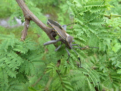 Pachylis argentinus