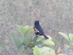 Sporophila maximiliani