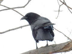 Corvus brachyrhynchos