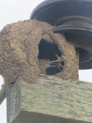 Phacellodomus rufifrons