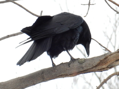 Corvus brachyrhynchos