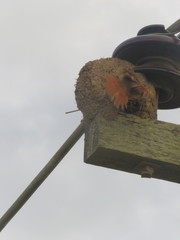 Phacellodomus rufifrons