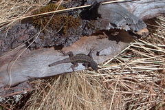 Sceloporus anahuacus