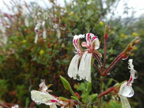 Southernwood-leaved pel (Pelargonium abrotanifolium)