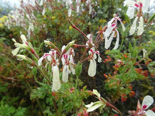 Image of Southernwood-Leaf Storksbill (Pelargonium abrotanifolium) by (c) Thomas Koffel, some rights reserved (CC BY)