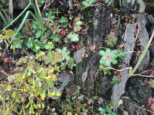 Crassula orbicularis