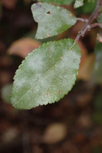 Podosphaera ampla