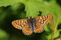 Euphydryas aurinia beckeri