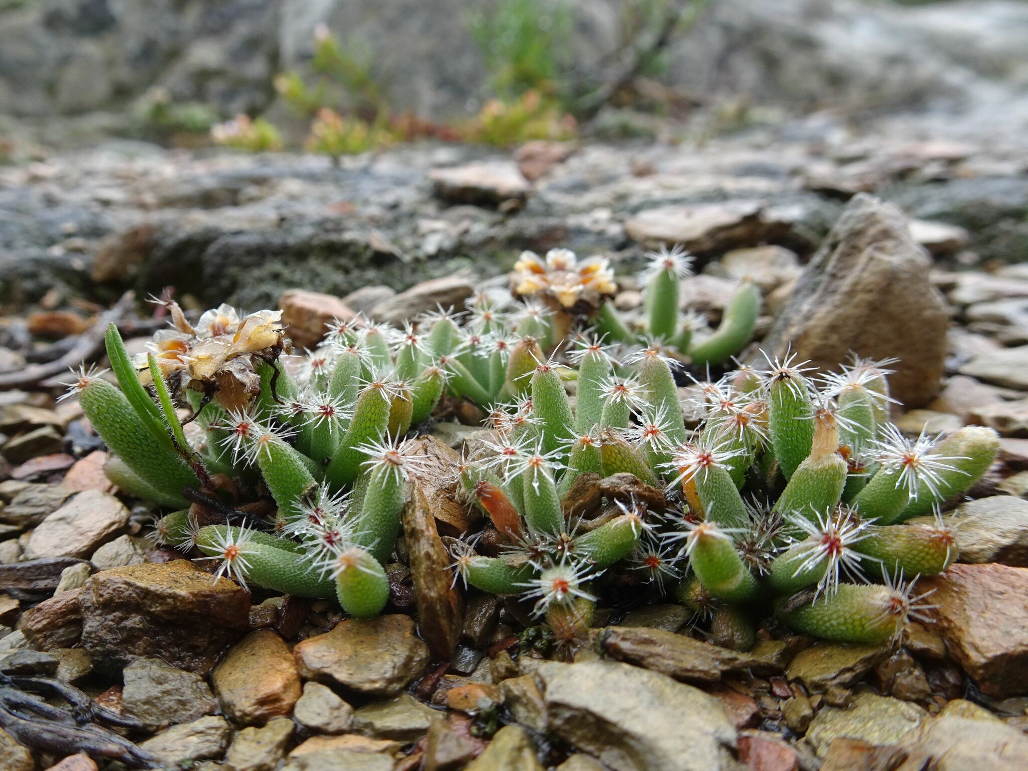 Trichodiadema marlothii L. Bolus 3