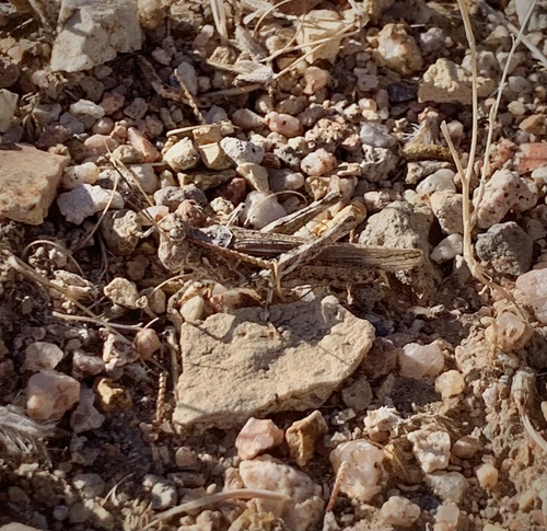 Derotmema laticinctum