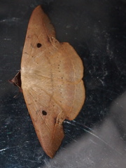 Hypopyra contractipennis