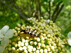 Leptura annularis