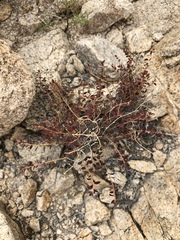 Euphorbia jaegeri