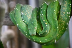 Morelia viridis