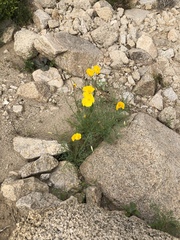 Eschscholzia papastillii