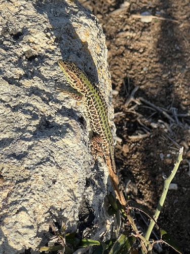 Sicilian Wall Lizard