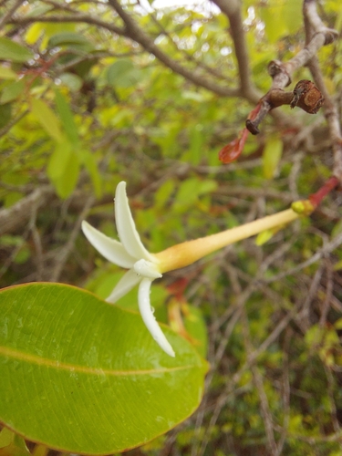 Image of Hancornia speciosa by (c) Daniel Duarte, some rights reserved (CC BY)