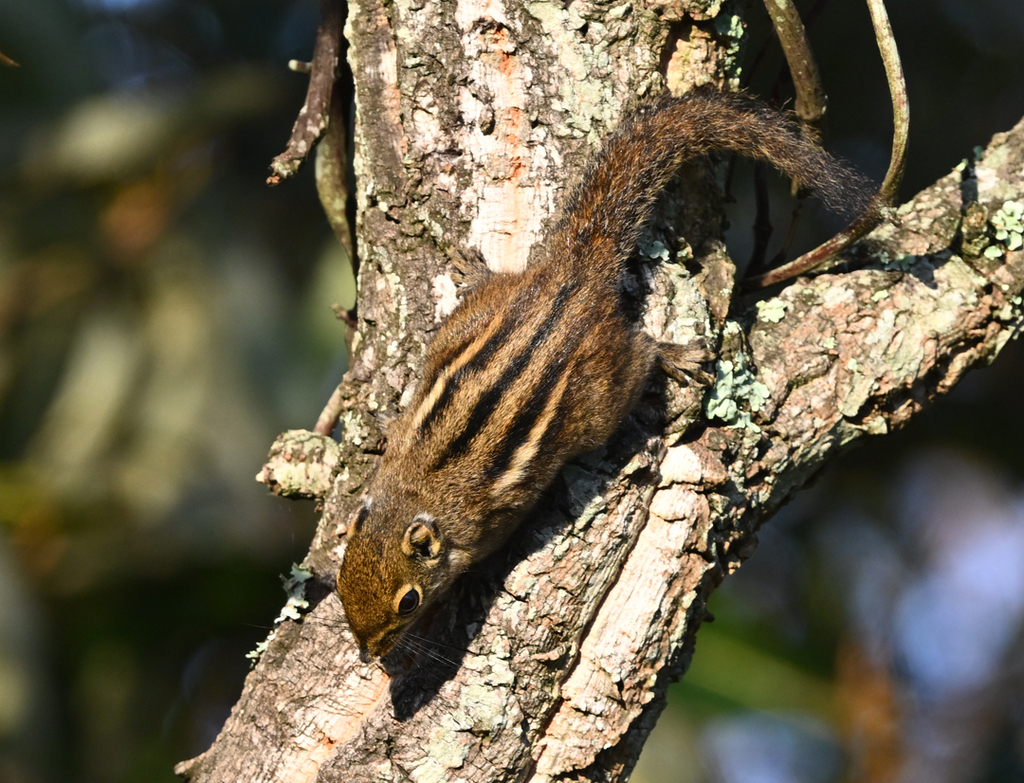 Maritime Striped Squirrel