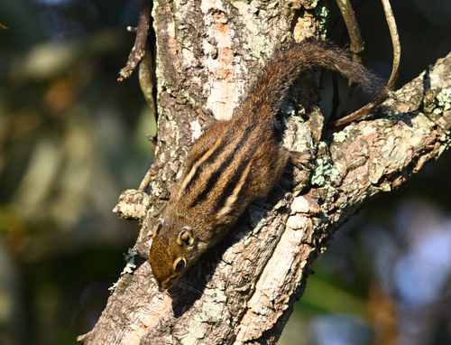 Maritime Striped Squirrel