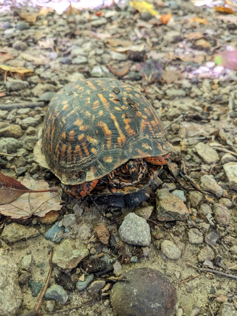 Eastern Box Turtle in October 2023 by Ola · iNaturalist