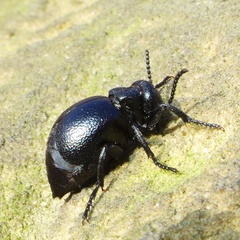 Meloe scabriusculus