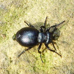 Meloe scabriusculus