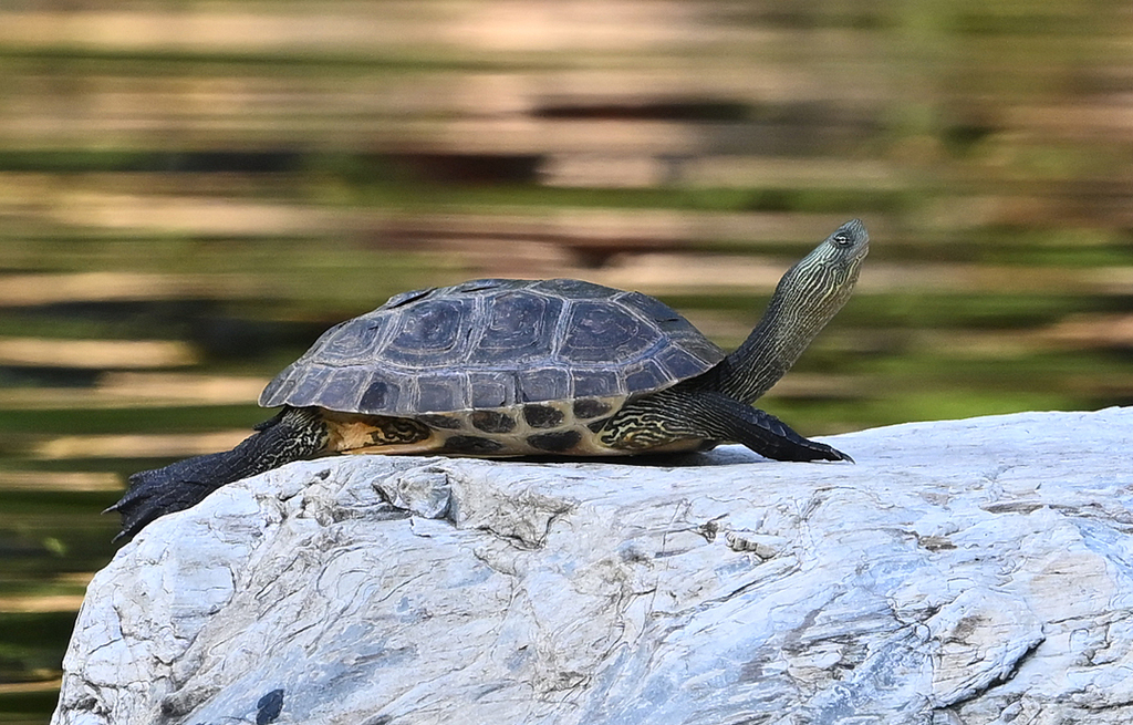 Common thread turtle from Tainan, East District, Tainan City, Taiwan on ...