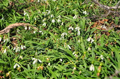 Galanthus plicatus