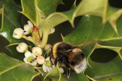 Bombus