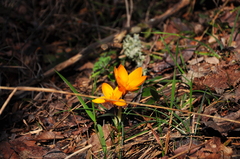 Crocus angustifolius